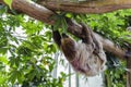 Shaggy sloth hanging upside down