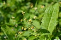 Shaggy soldier Royalty Free Stock Photo