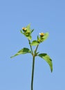 Shaggy soldier (Galinsoga ciliata) Royalty Free Stock Photo