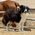 Shaggy strong dog guards horse paddock on a farm. Negev Royalty Free Stock Photo