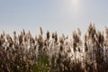 Shaggy tops of dry reeds on the shore of the lake under the bright sun Royalty Free Stock Photo