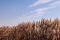 Shaggy tops of yellow and dry reeds on the shore of the lake against the blue sky Royalty Free Stock Photo