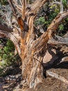 Shaggy Trunk Of Utah Juniper Tree Royalty Free Stock Photo