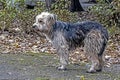 Shaggy unkempt and dirty yard dog stands on the ground