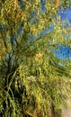 Shaggy Weeping Palo Verde Tree Bean Pods Plant Nature Foliage Desert photo