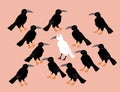 Shaggy white crow among black ravens