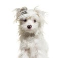 Shaggy White Yorkie-Pom dog