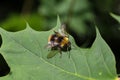 Shaggy wild bee sitting on a green leaf
