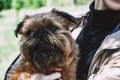 Shaggy young Brussels griffon on female hands Royalty Free Stock Photo