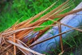 Shagil photograhy wood and green grass Royalty Free Stock Photo