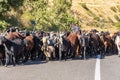 A herd of goats being herded along a rural highway