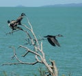 Shags in Coromandel Royalty Free Stock Photo