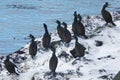 Shags in Norway