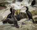 Shags. Youngster and adults Royalty Free Stock Photo