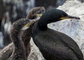 Shags. Youngsters and adult. Royalty Free Stock Photo