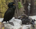 Shags. Youngsters and adult. Royalty Free Stock Photo