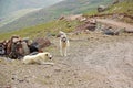 Shahsavan nomad sheep dogs in Mount Sabalan Volcano , Iran