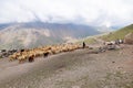 Shahsavan nomad sheep herd in Mount Sabalan Volcano , Iran