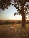 Shair in grass with tree