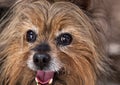 Shaka the Australian Silky Terrier Royalty Free Stock Photo