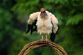 Shake dust of plumage feather. King vulture, Sarcoramphus papa, large bird found in Central and South America. Wildlife scene