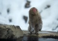 shakes,adult,animals,cold,cold weather,cute,face,fauna,frost,fur,fuscata,habitat,hair,hairy,hot,hot spring,japan,japanese,japanese Royalty Free Stock Photo