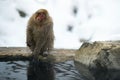 shakes,adult,animals,cold,cold weather,cute,face,fauna,frost,fur,fuscata,habitat,hair,hairy,hot,hot spring,japan,japanese,japanese Royalty Free Stock Photo