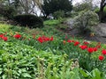 Red tulips and ferns with huge rock on background Royalty Free Stock Photo