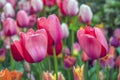 Shakespeare Garden in Central Park spring tulips Royalty Free Stock Photo