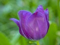 Shakespeare Garden in Central Park spring tulips Royalty Free Stock Photo