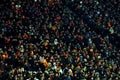 Shakhtar team supporters