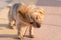 Shaking Dog unfocused movement, out of focus Royalty Free Stock Photo