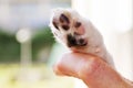 Shaking hand and paw Royalty Free Stock Photo