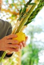 Shaking the Lulav