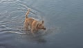 Shaking Wet Dog Royalty Free Stock Photo