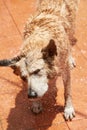 Shaking wet shepherd dog Royalty Free Stock Photo