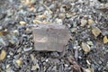 Shale rock stone on nature background. Royalty Free Stock Photo