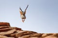 shale roof in mountains in India. Bird takes off from roof