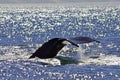 Shale's fluke submerging with water dripping off the edge of its tail, Monterey Bay, California Royalty Free Stock Photo