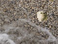 Shales and sand washed by wave Royalty Free Stock Photo