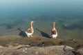 Shall we go for a swim? Royalty Free Stock Photo