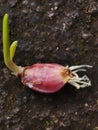 Shallot growing on the ground. Royalty Free Stock Photo