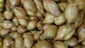 Shallot, Allium cepa aggregatum