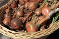 Shallot bulbs in a basket Royalty Free Stock Photo