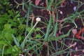 Shallot flowers