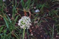 Shallot flowers