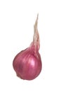 A shallot isolated on white background. Royalty Free Stock Photo
