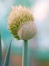 Shallot onion flower