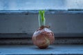 Shallot onions growing on an old windowsill