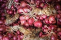 Shallot red onion Royalty Free Stock Photo